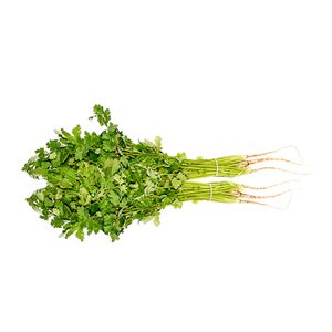 Cilantro