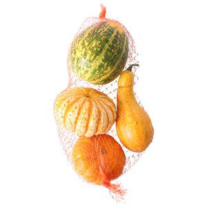 Calabazin Ornamental