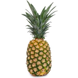 Pina Oro Miel Tipo B