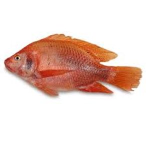 TILAPIA ROJA FRESCA