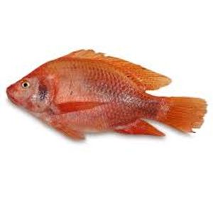 Tilapia Roja Fresca
