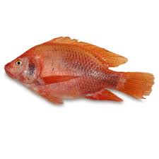 TILAPIA ROJA FRESCA