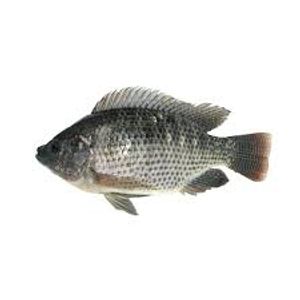 Tilapia Plateada Fresca X Kilo