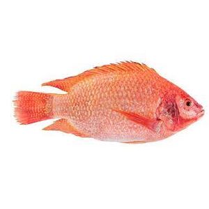 Mojarra Roja Fresca