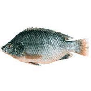 Mojarra Negra Fresca Nilaptica